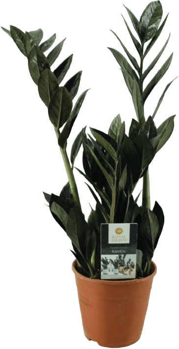 Kwiat Zamiokulkas raven don 14cm szt widok główny 