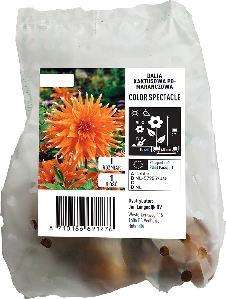Cebula kwiatowa Dalia Color Spectacle szt widok 1