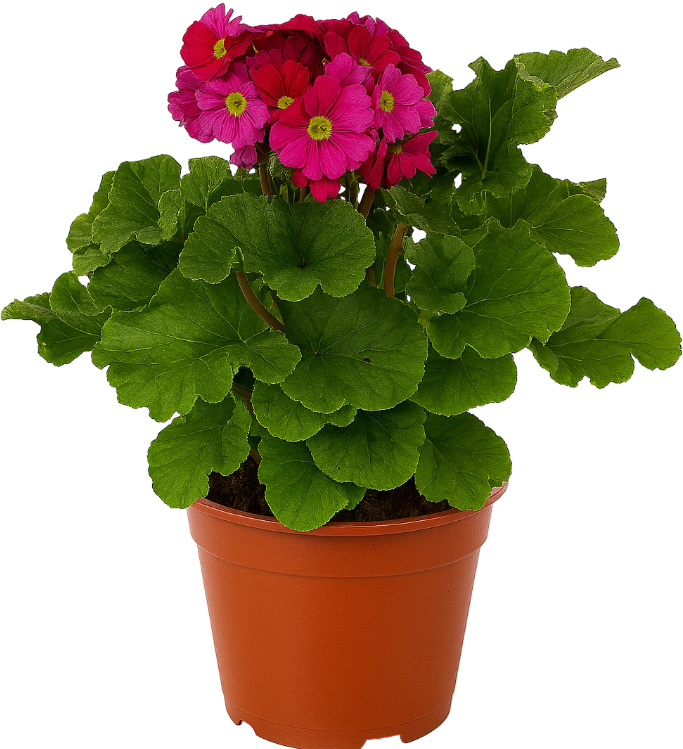 Kwiat Prymula Obconica don 12cm szt widok główny 