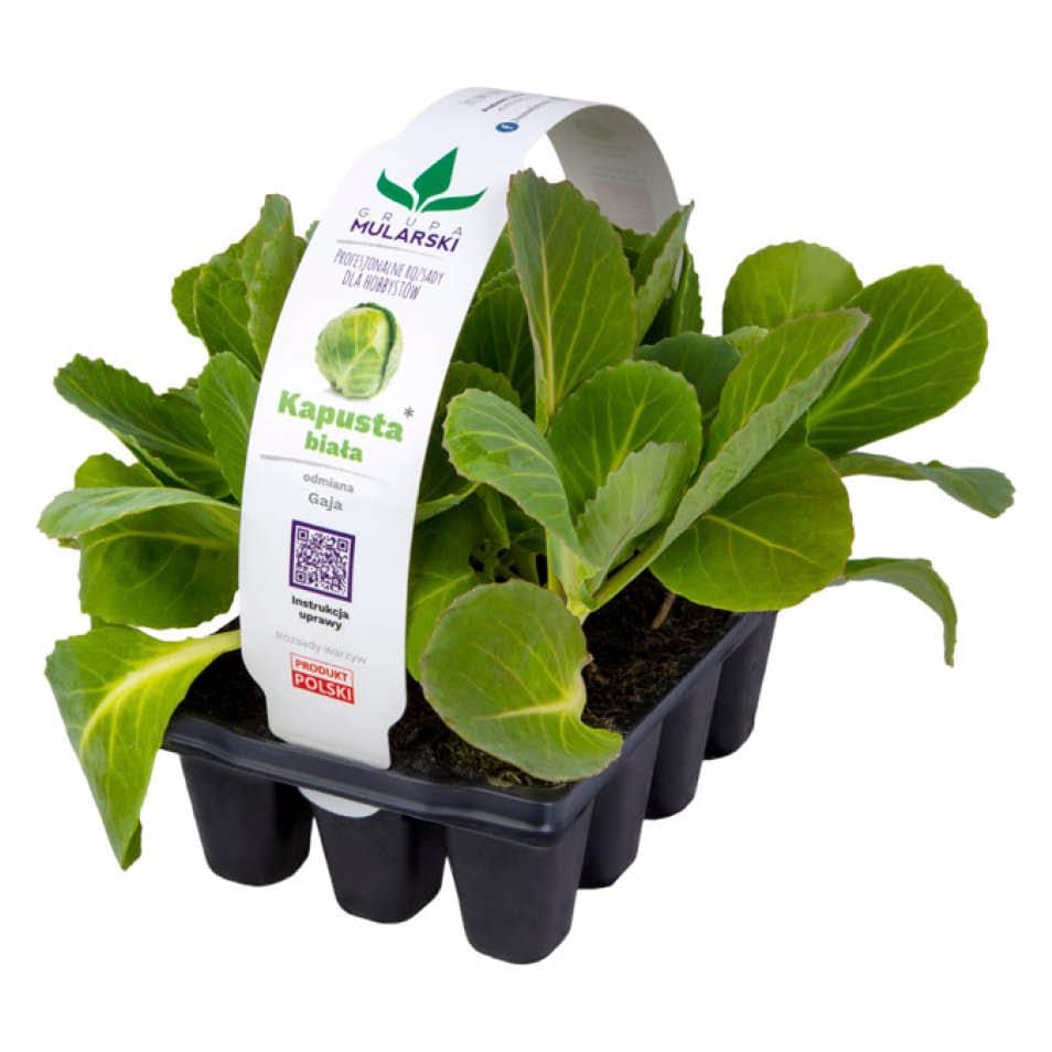 Rozsada Kapusta biała 12-pak szt widok 1