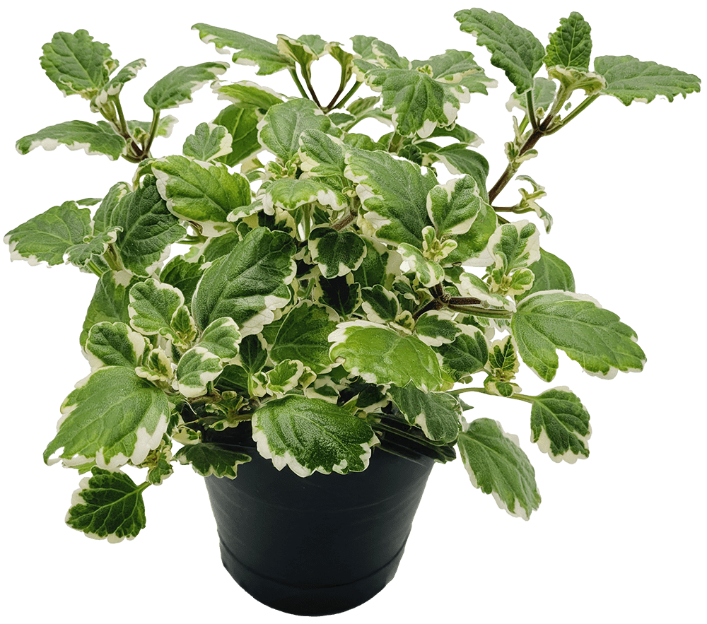 Kwiat Komarzyca don 13cm szt widok 1