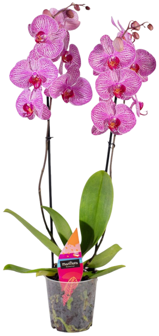 Kwiat Polski Storczyk 2-pędowy don 12cm szt widok 3