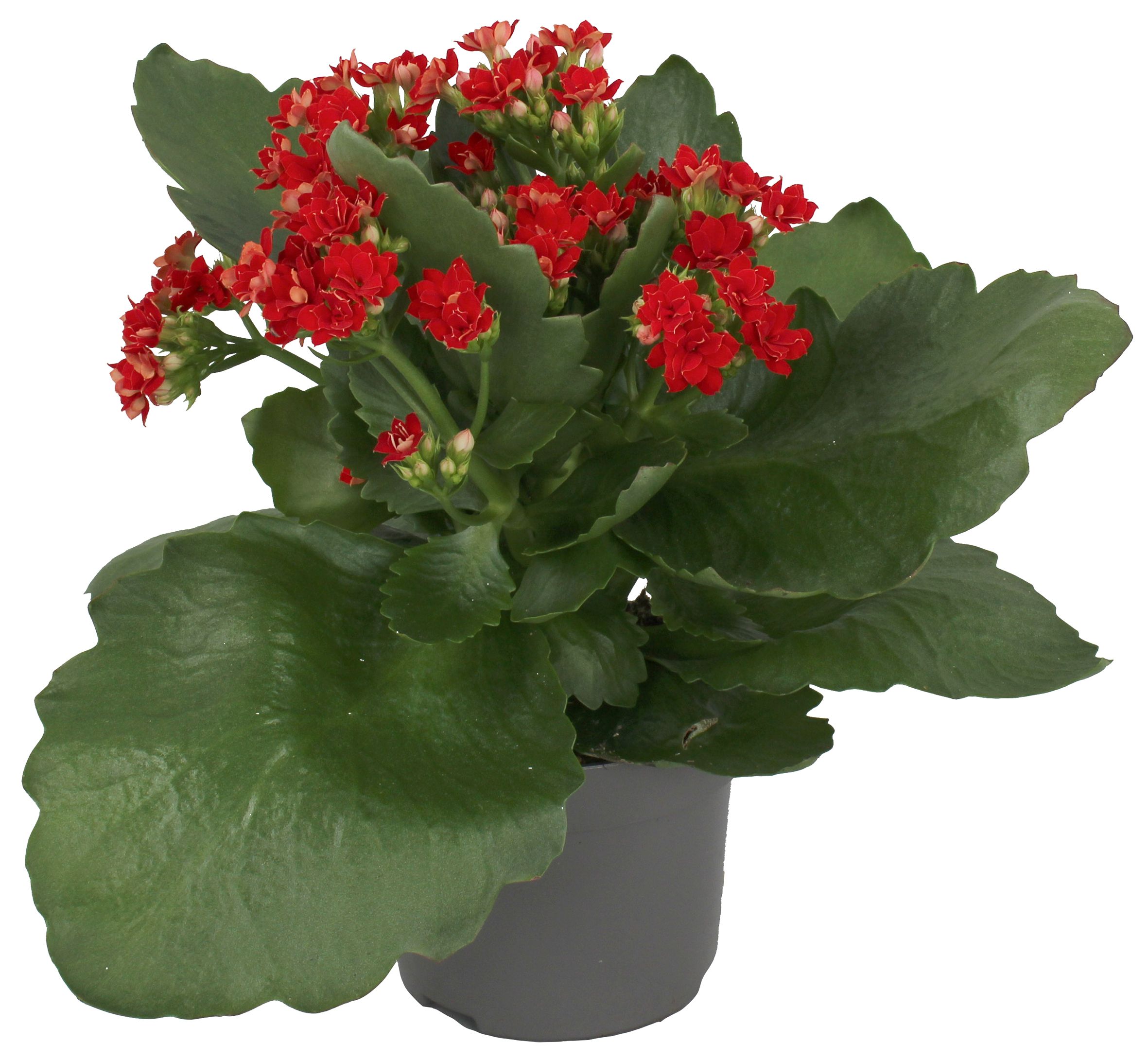 Kwiat Kalanchoe don. 10,5cm szt. widok główny