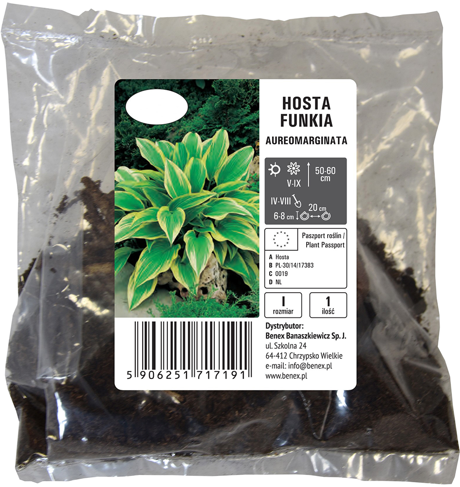Cebula kwiatowa Hosta Funkia Aureomarginata szt widok 1