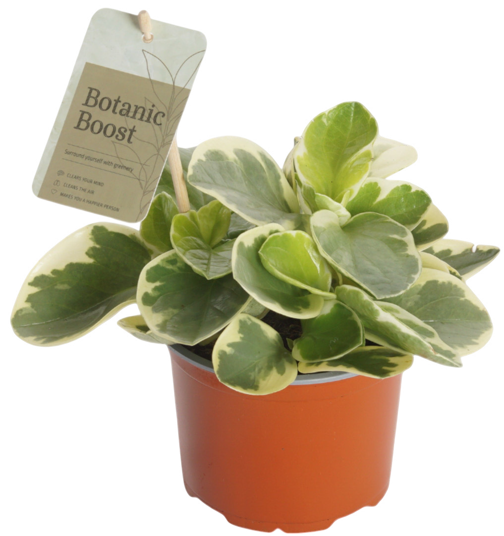 Kwiat Rośliny zielone don 12cm szt widok główny 