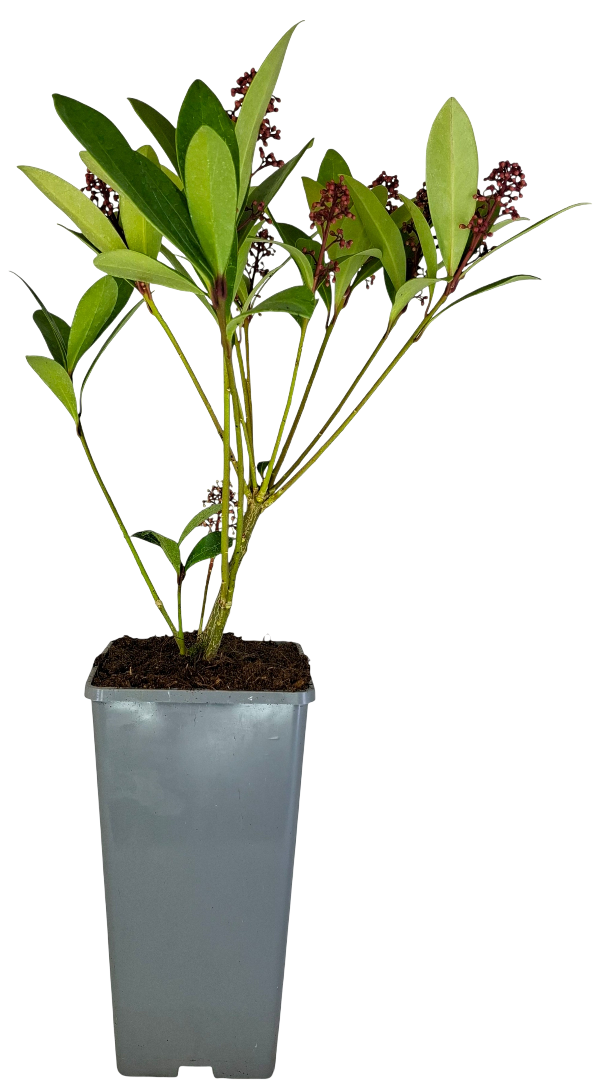 Krzew Skimmia don C2 szt widok 1