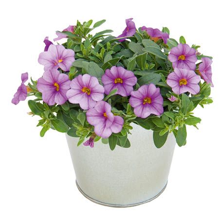Kwiat Calibrachoa don 11cm szt. widok 1