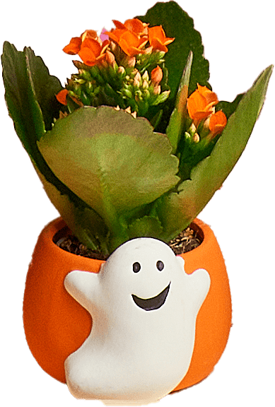 Kwiat Kalanchoe w ceramice duszek don 6cm szt widok główny 