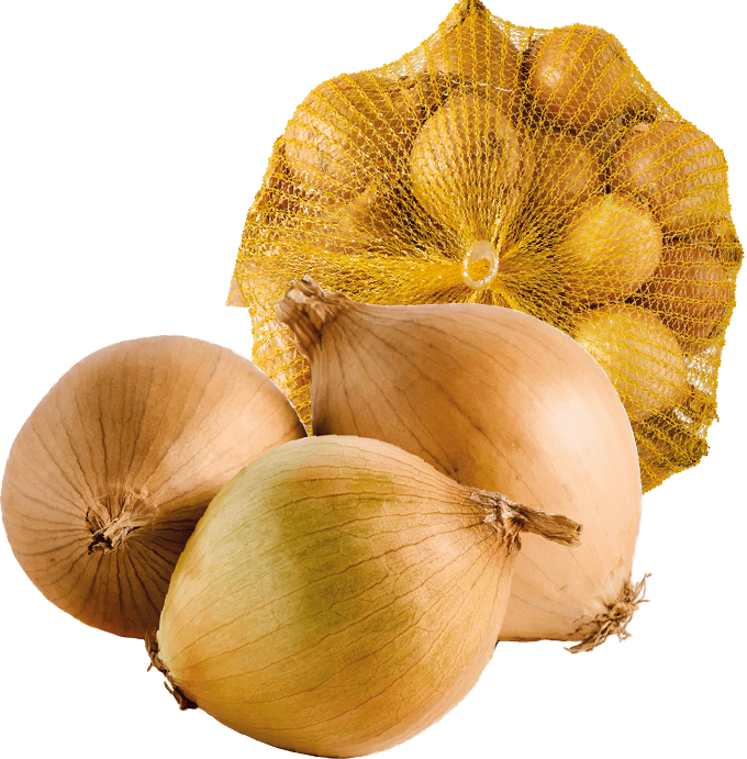 Cebula 1kg szt widok główny