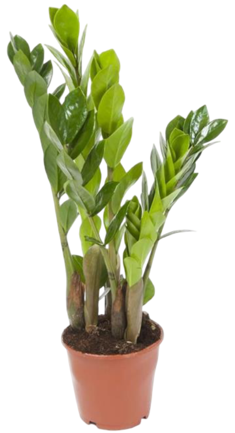 Kwiat Zamioculcas don 12cm szt. widok główny 