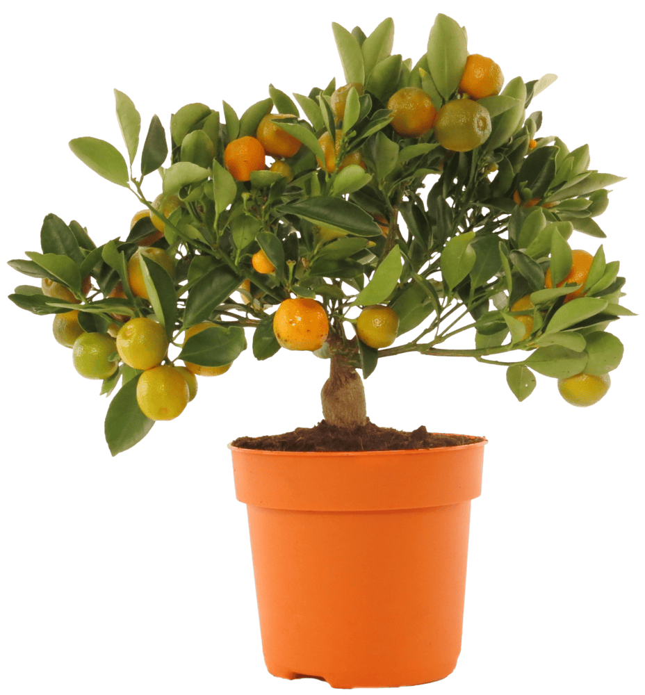 Drzewko Cytrusowe don 14cm szt widok główny