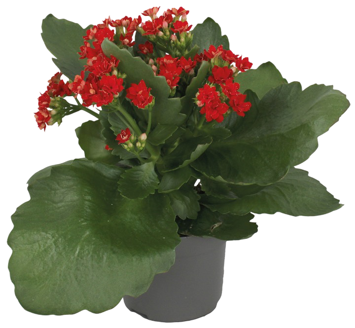 Kwiat Kalanchoe don 10,5cm szt. widok główny 