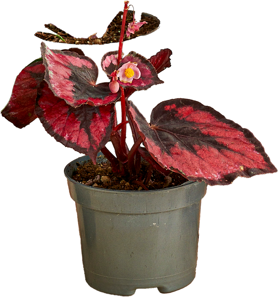 Kwiat Rośliny zielone don 8,5cm szt widok 2