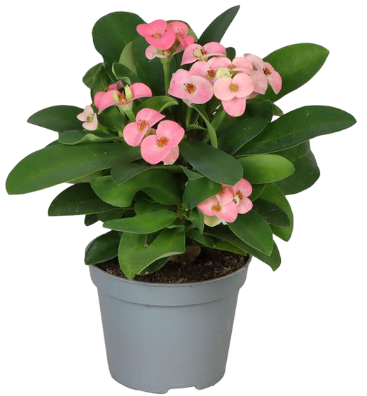 Kwiat Euphorbia don 12cm szt widok główny 