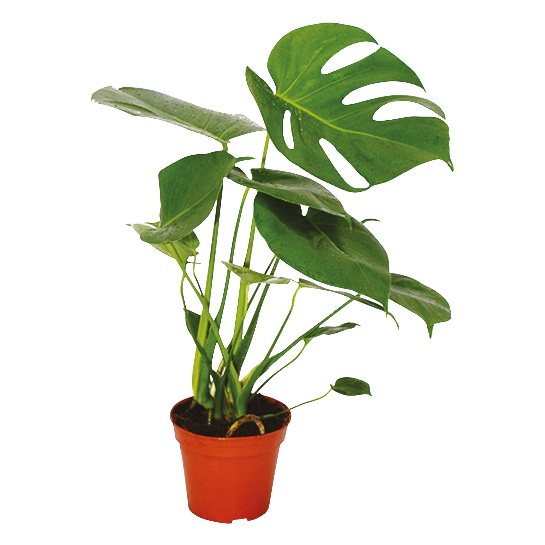 Kwiat Monstera don 15cm szt widok główny