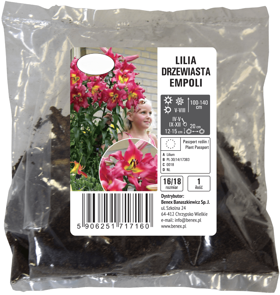 Cebula kwiatowa Lilia drzewiasta Empoli szt widok 1