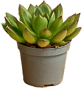 Kwiat Sukulenty don 6cm szt widok główny 