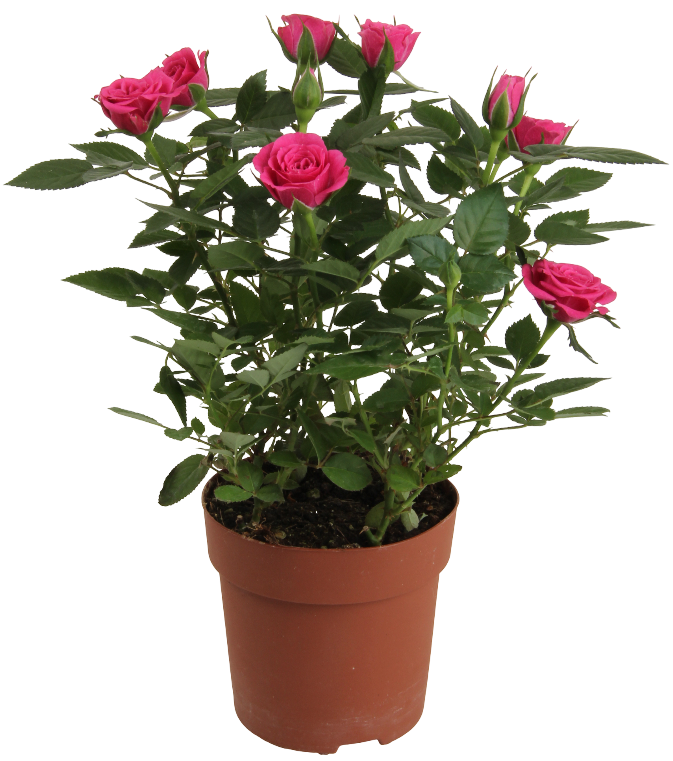 Kwiat Róża don 12cm szt. widok główny 