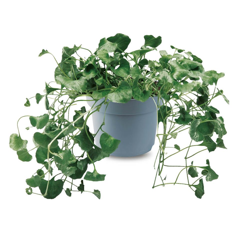 Kwiat Dichondra srebrzysta don 13cm szt. widok 1