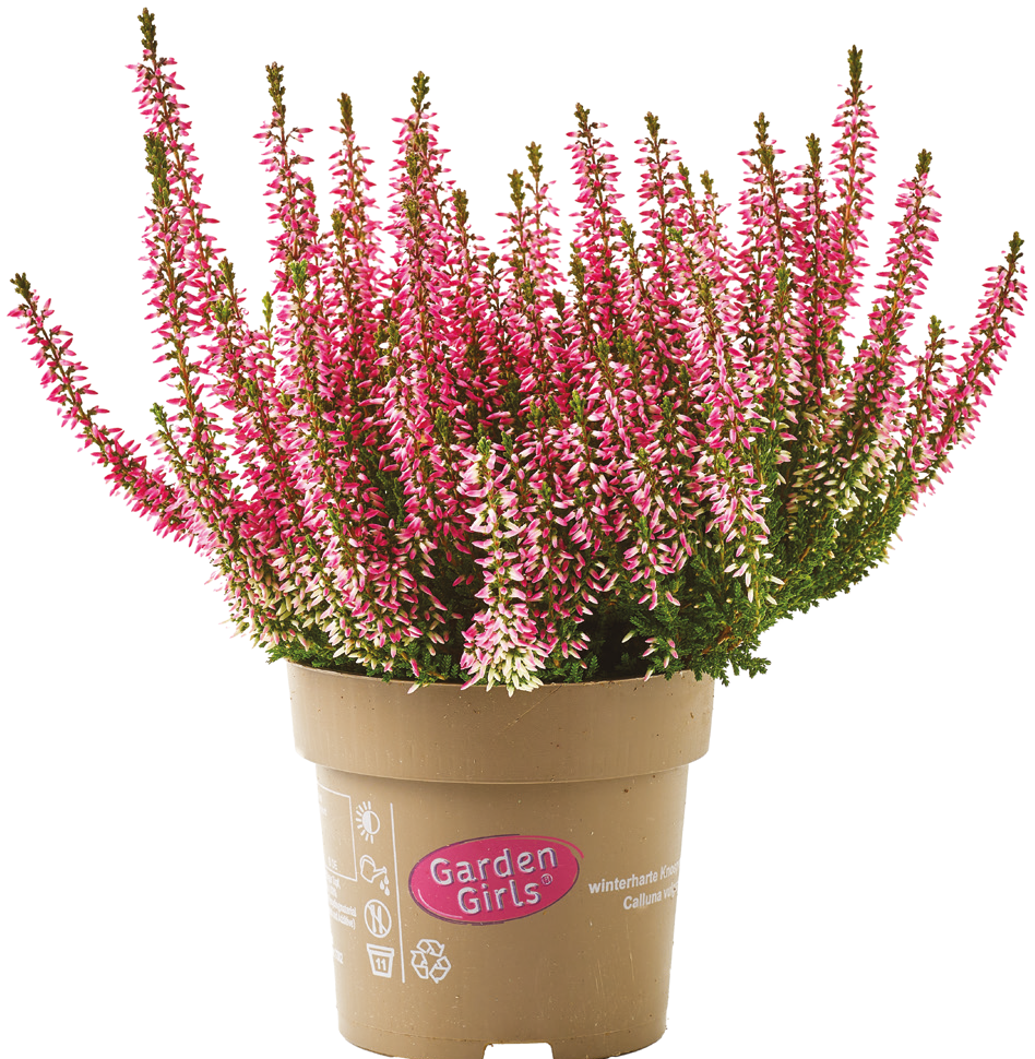 Kwiat Wrzos Garden Girls don 11cm szt. widok główny