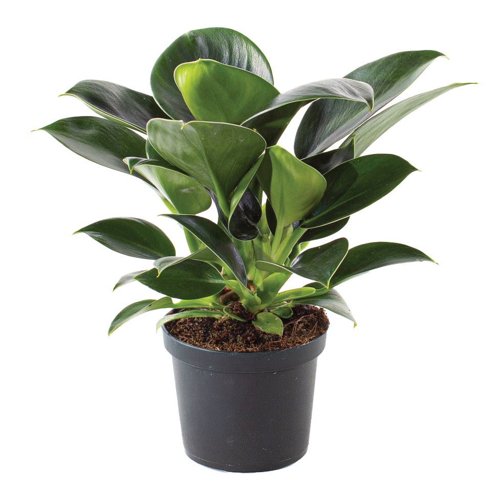 Kwiat Filodendron green princess don 11cm szt widok główny