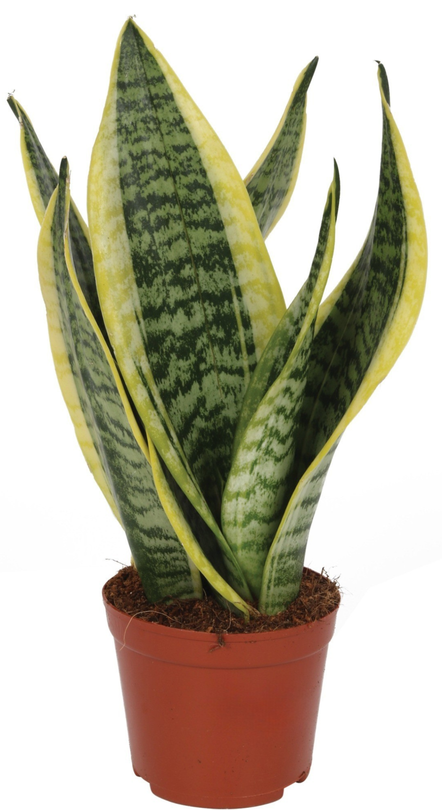 Kwiat Sansevieria don 12cm szt widok główny