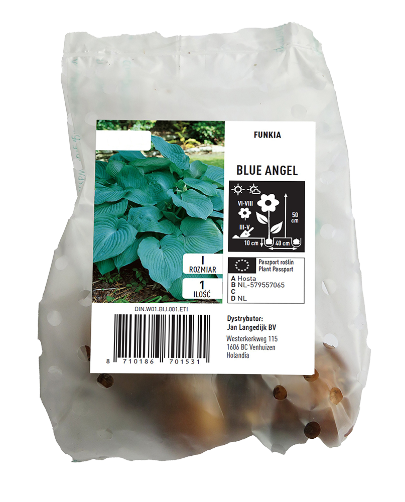 Cebula kwiatowa Funkia Blue Angel szt widok 1