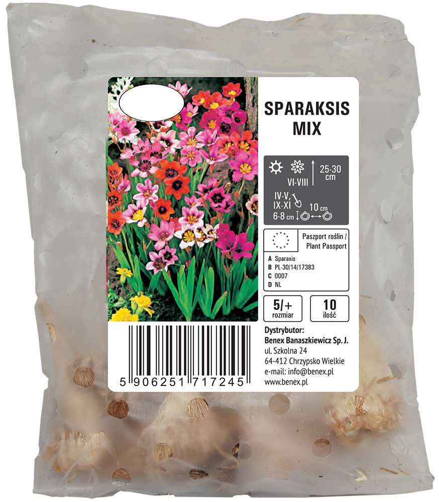 Cebula kwiatowa Sparaksis mix 10szt widok 1
