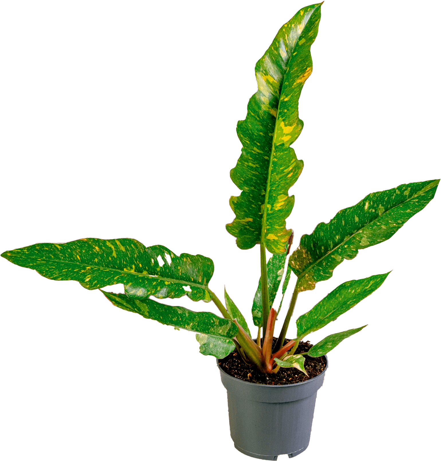 Kwiat Filodendron narrow don 12cm szt widok główny 