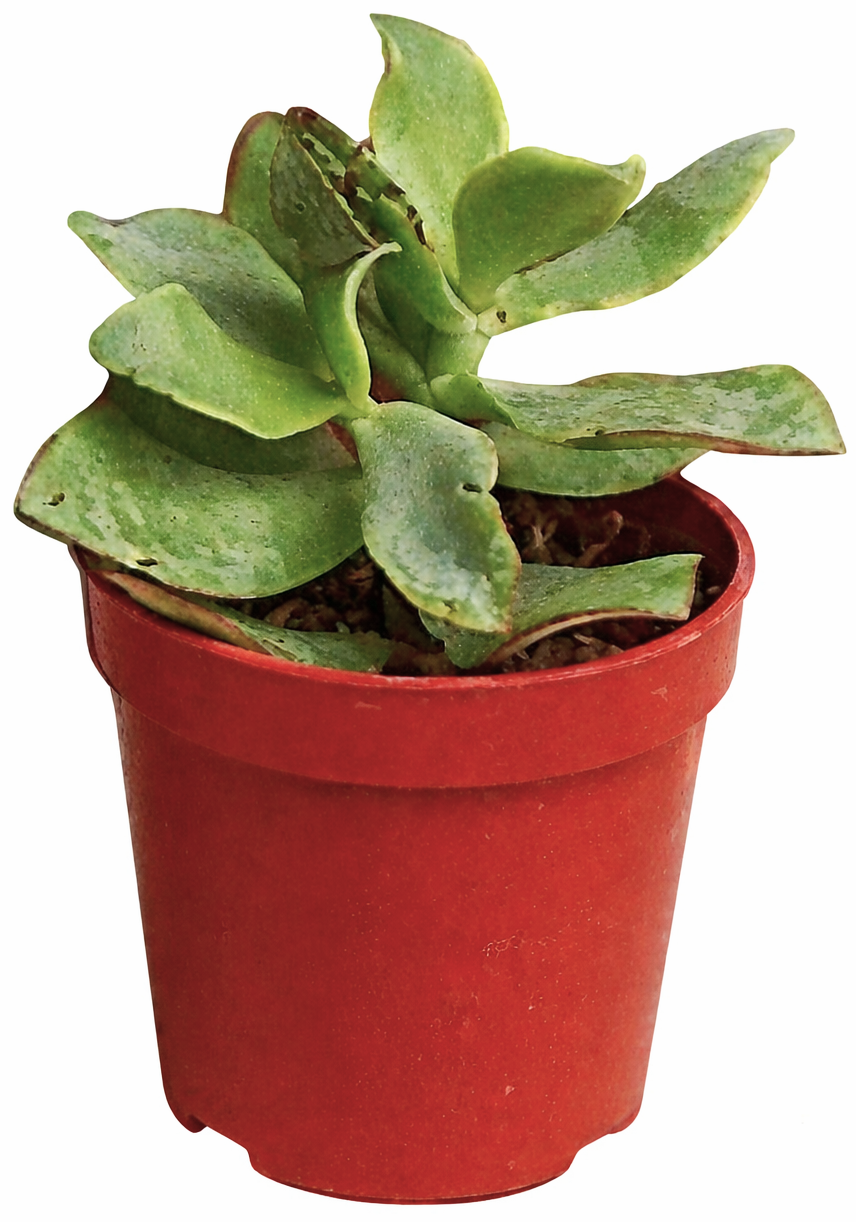 Kwiat Kaktus/sukulent don 5,5cm szt widok 2