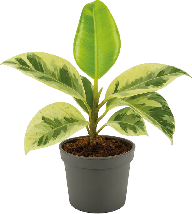 Kwiat Fikus shivereana don 9cm szt widok główny 