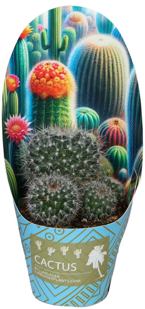 Kwiat Kaktus don 6cm szt widok główny 