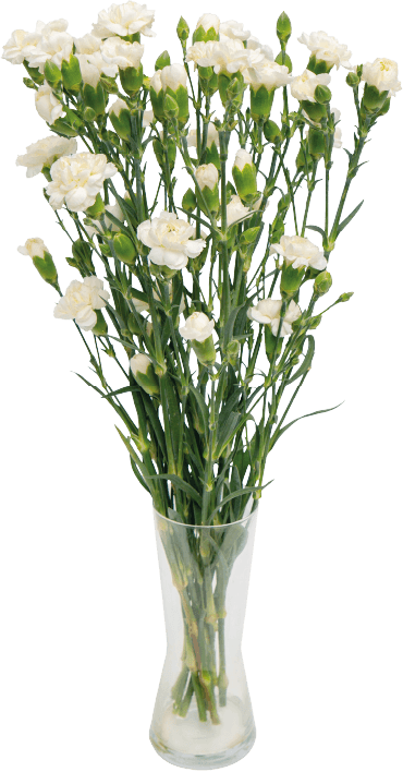 Kwiat bukiet Goździk 10szt widok główny