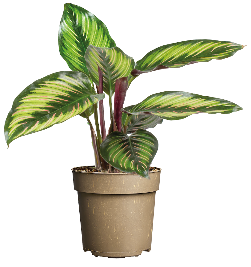 Kwiat Calathea don 11cm szt widok główny 