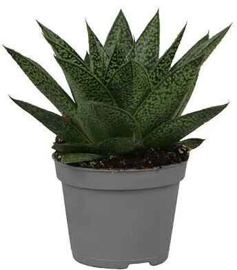 Kwiat Sukulenty don 6cm szt widok 2