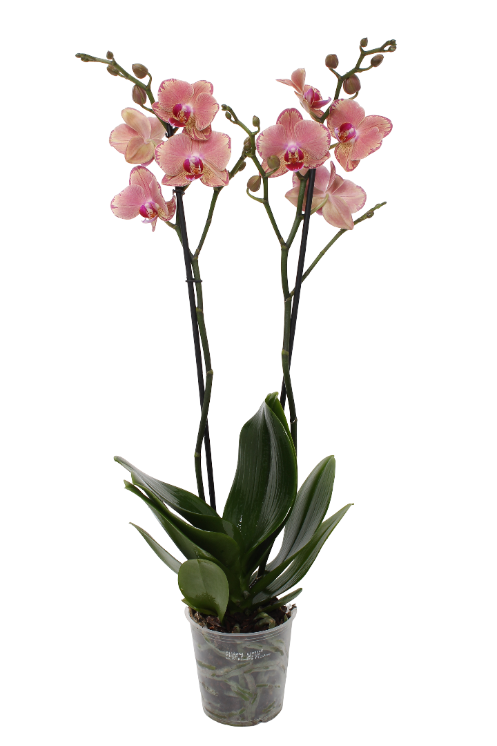 Kwiat Storczyk 2-pędowy don 12cm szt widok główny 