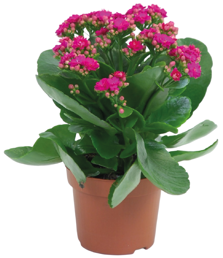 Kwiat Kalanchoe don 12cm szt. widok główny 