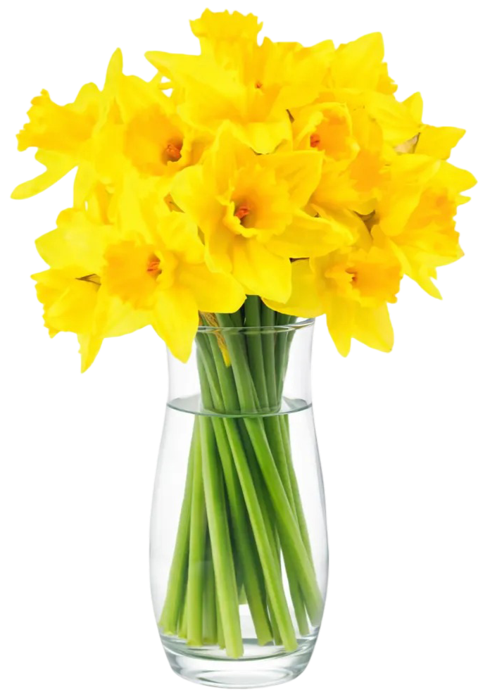 Kwiat bukiet żonkil 20szt widok główny