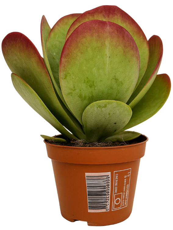Kwiat Kalanchoe Flapjack don 10,5cm szt widok 1