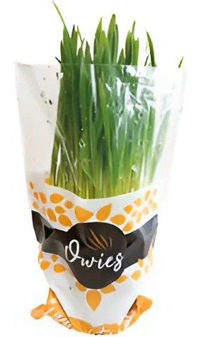 Owies doniczka widok 1