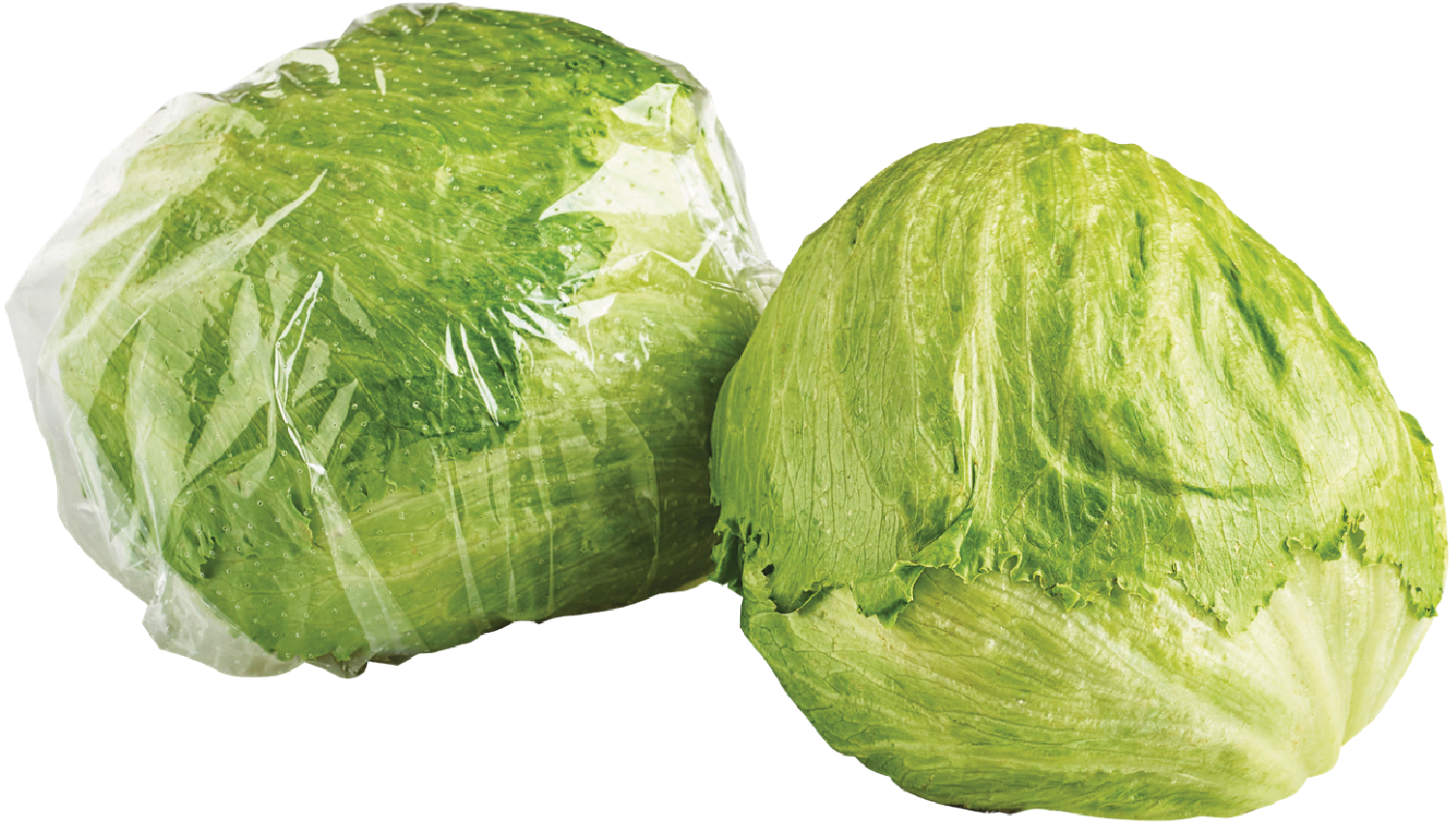 Sałata lodowa widok 1