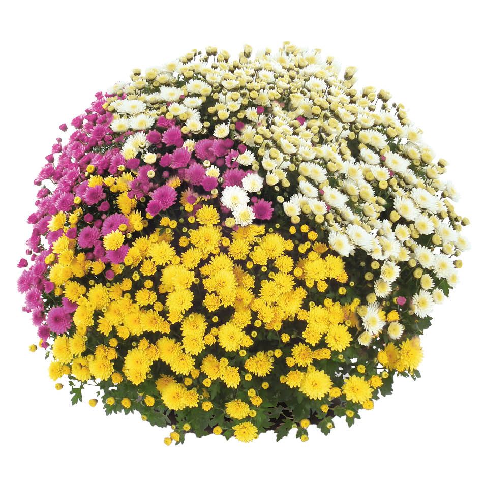 Kwiat Chryzantema drobnokwiatowa trio don 21cm szt widok 1