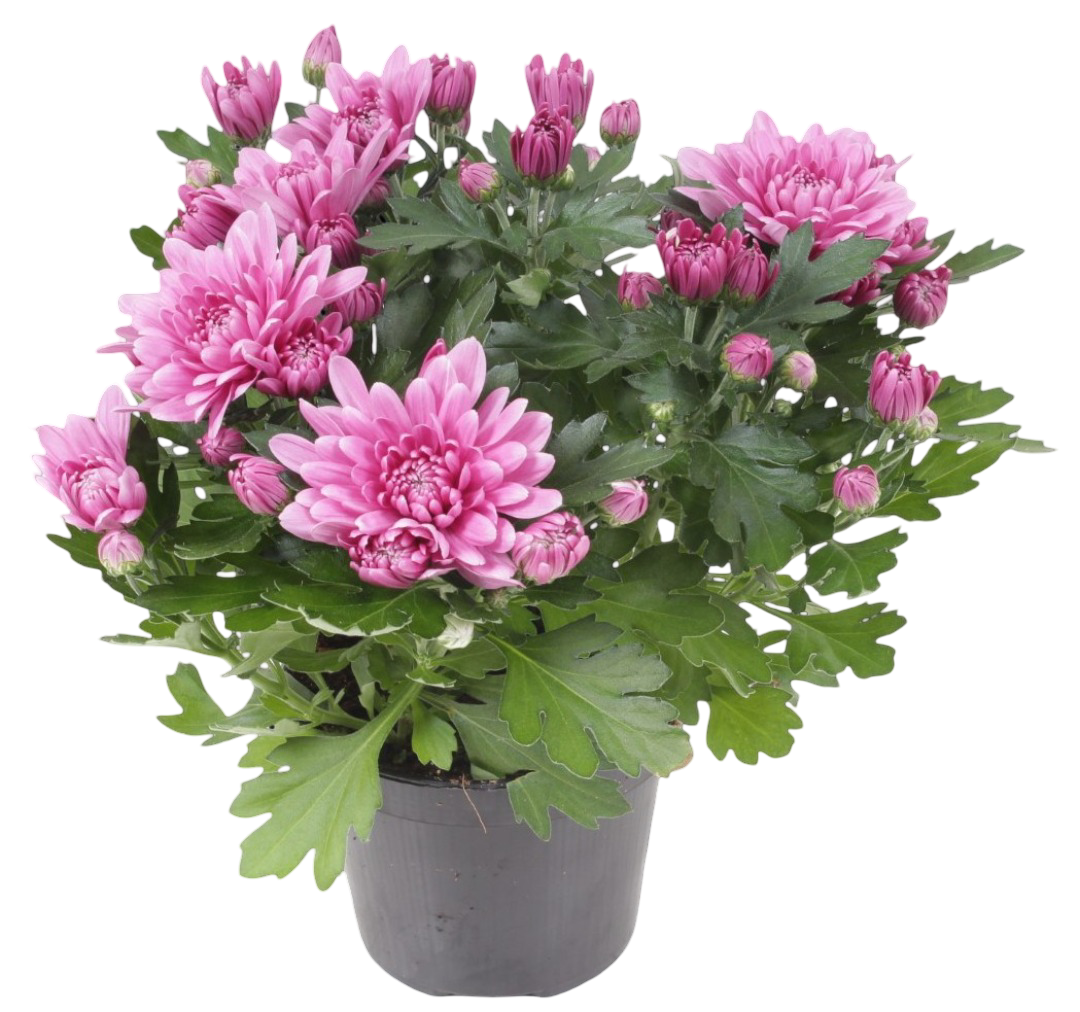 Kwiat Chryzantema don 12cm szt widok główny 2