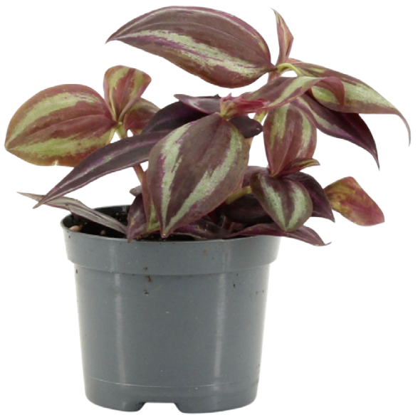 Kwiat Rośliny zielone don 8,5cm szt widok główny 