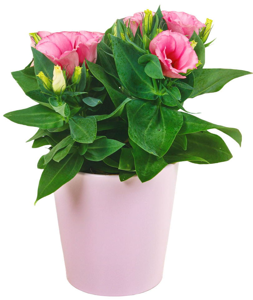 Kwiat Eustoma w ceramice don 12cm szt. widok główny