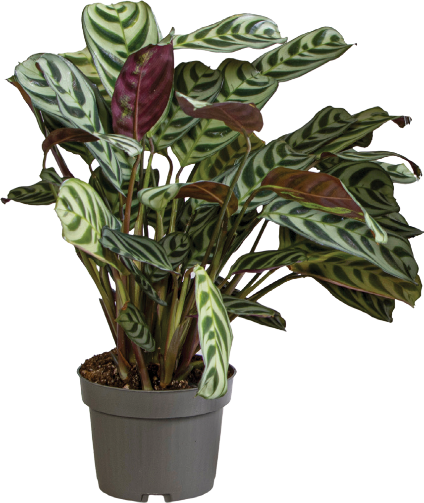 Kwiat Calathea don 14cm szt widok główny