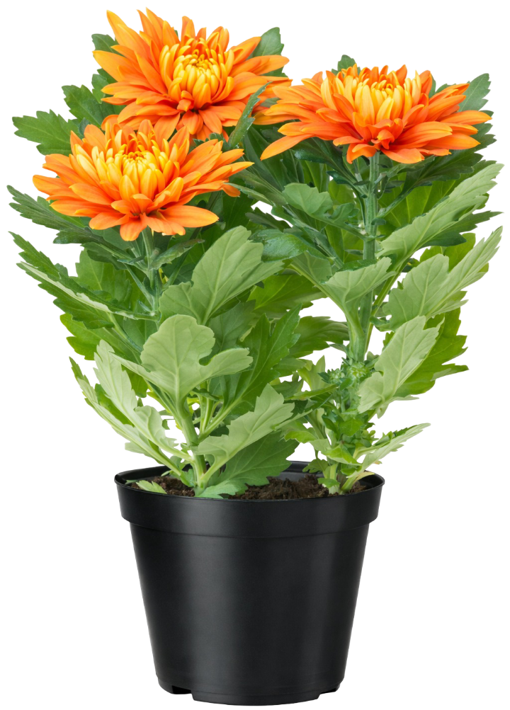 Kwiat Chryzantema don 12cm szt widok główny 