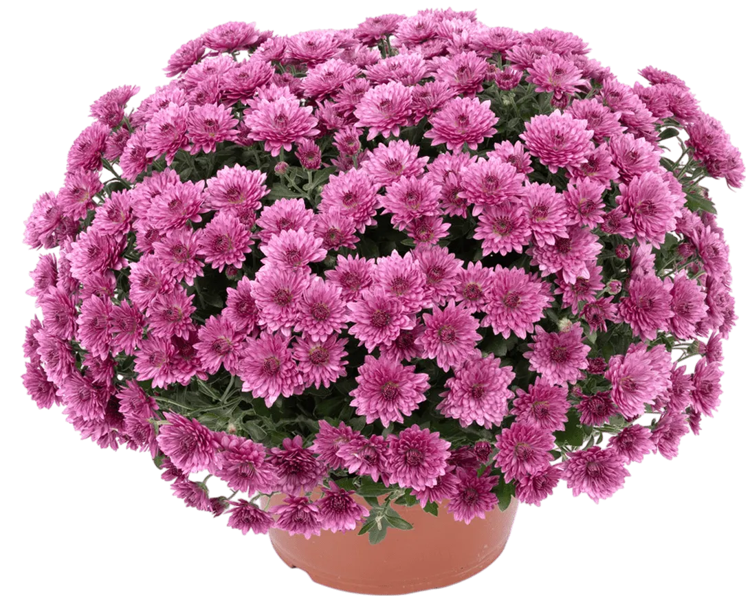 Zdjęcie produktu - Kwiat Chryzantema drobnokwiatowa don 19cm szt