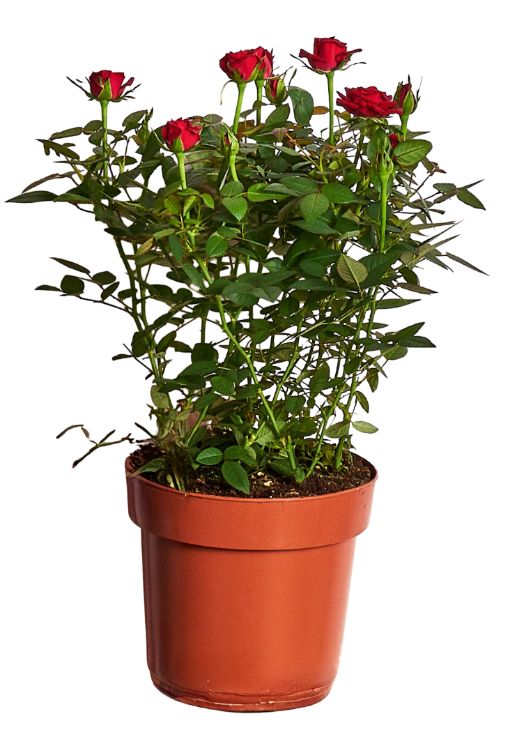 Kwiat Róża don. 17cm szt. widok główny