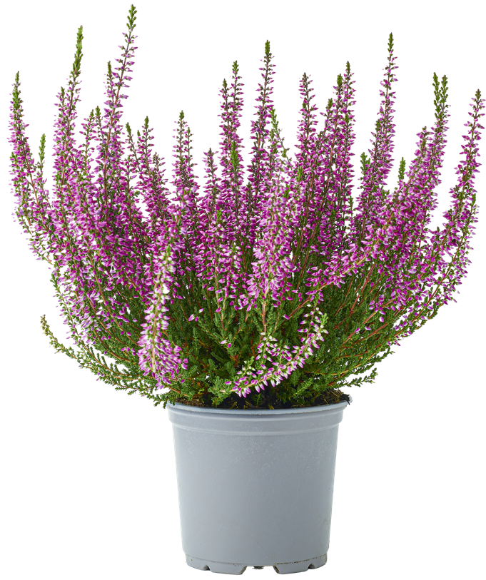 Kwiat Wrzos Garden Girls don 11cm szt. widok główny 